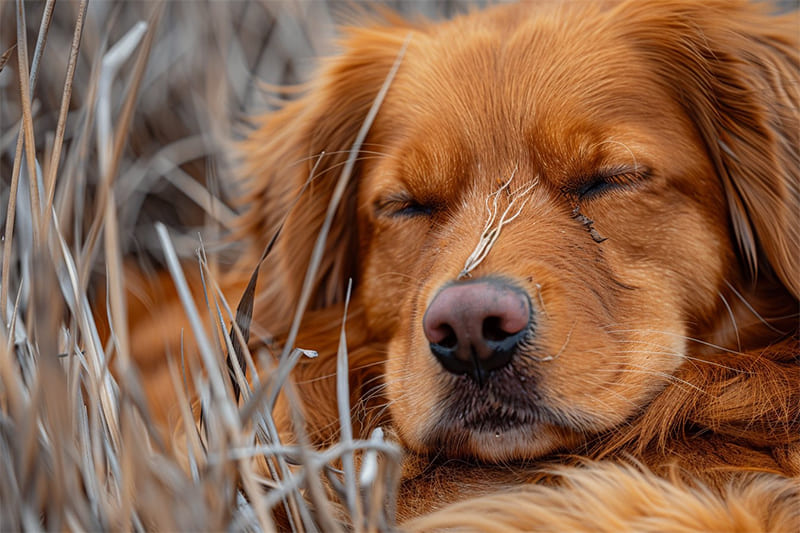 Mon chien a un épillet dans le nez, que faire ?