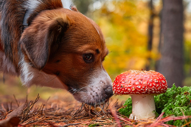 Mon chien a mangé une amanite, que faire ?