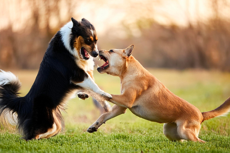 Votre chien s'est fait mordre... que faire ?